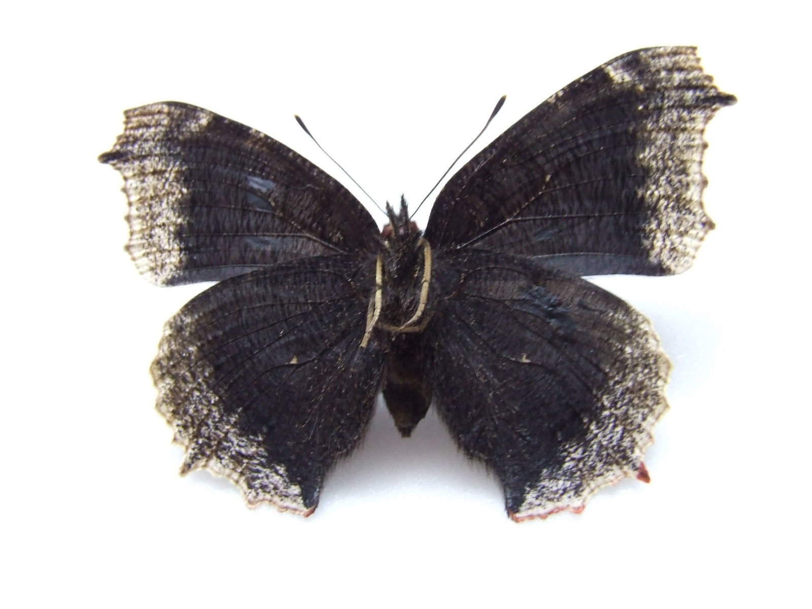 Nymphalis antiopa (gynandromorph verso) Internet Image property of respective owner, non-commercial use only
